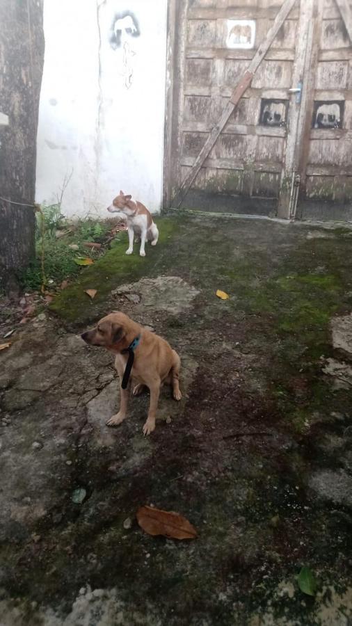 Hostel Elephant Del Mar Guarujá Dış mekan fotoğraf